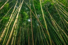 Bambus Growing