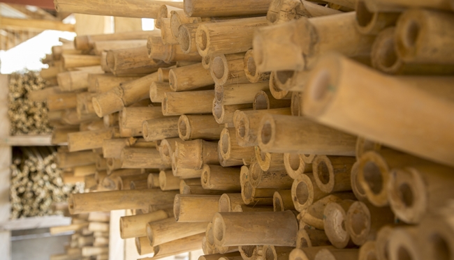 Bambus aus Ghana