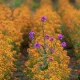 Herausstehende Blume