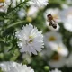 Blume und Biene