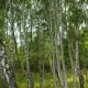 wald