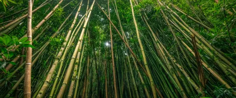 Bambus Growing