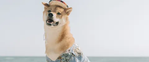 Dog with a hat in front of an ocean