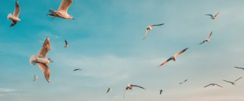 Seagulls flying free