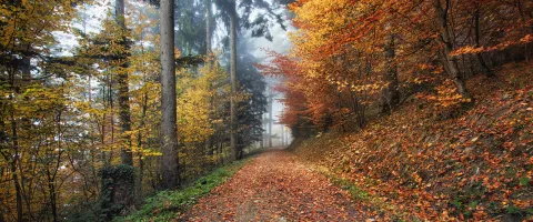 Forest in Autumn