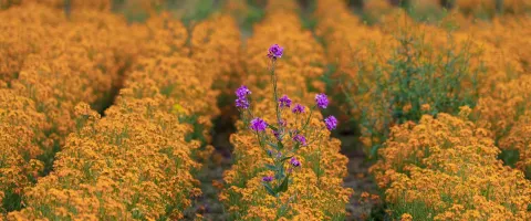 Herausstehende Blume