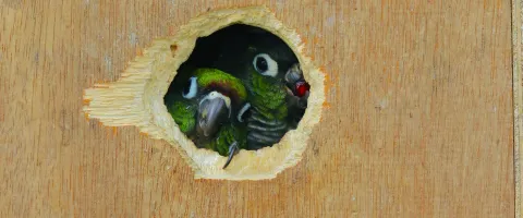 Green birds looking outside of a hole