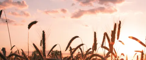 Wheat during Sunset