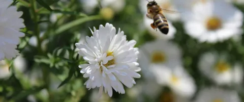 Blume und Biene