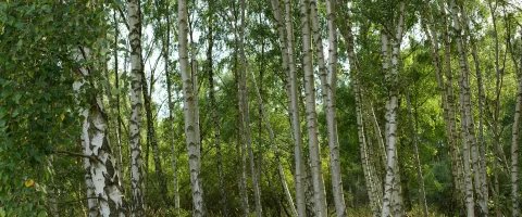 wald