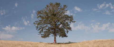 Tree on a Field