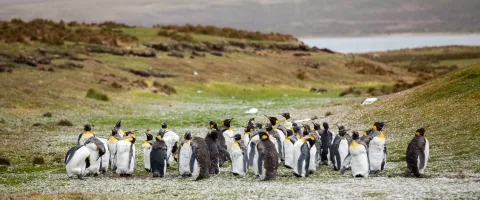 Group of Penguins