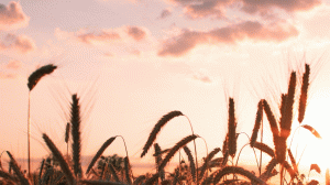 Wheat during Sunset