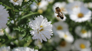 Blume und Biene