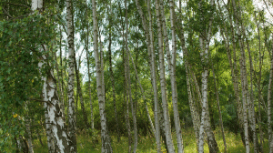 wald