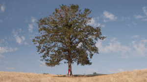 Tree on a Field