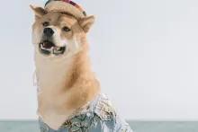 Dog with a hat in front of an ocean