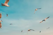 Seagulls flying free