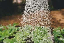 Lampedusa Garden