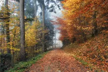 Forest in Autumn