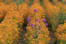 Herausstehende Blume