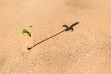Kleine Pflanze in der Wüste