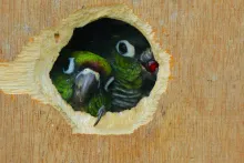 Green birds looking outside of a hole
