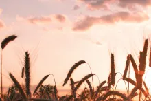 Wheat during Sunset