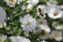 Blume und Biene