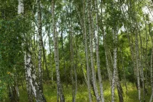 wald