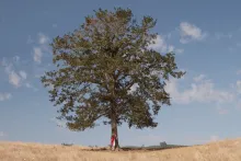 Tree on a Field