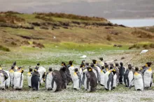 Group of Penguins